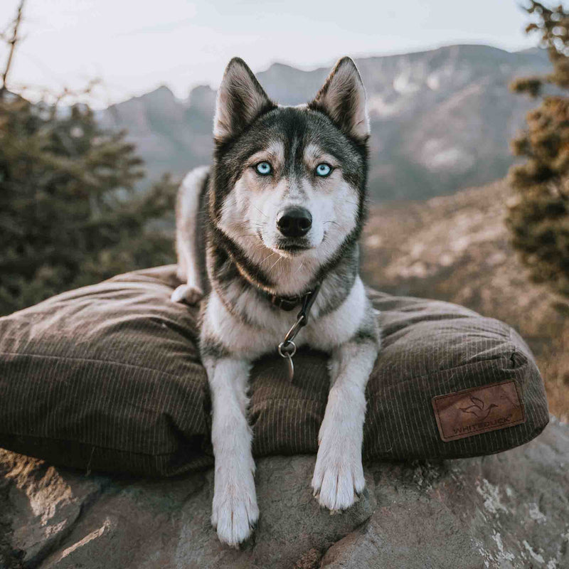 Load image into Gallery viewer, Dog Bed
