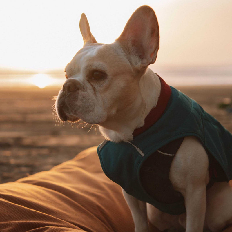 Load image into Gallery viewer, Dog Bed
