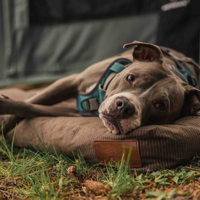 Load image into Gallery viewer, Dog Bed
